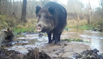 В первые дни зимы камера засняла кабана в калужском лесу
