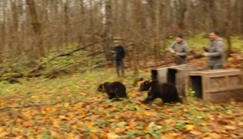 Трое медвежат вернулись в леса Калужской области