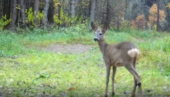 В заповеднике показали летнее видео с косулей, припрятанное до холодов