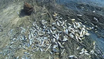 Возбуждено уголовное дело о массовой гибели рыбы в реке Калужской области